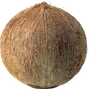 Coconut 122