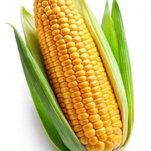 CORN 1005