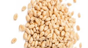 WHEAT HSN 10019910
