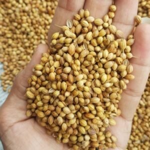 CORIANDER SEEDS 123